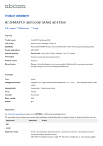 Anti-MAP1B antibody [AA6] ab11266 Product datasheet 1 Abreviews 1 Image