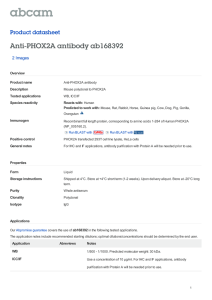 Anti-PHOX2A antibody ab168392 Product datasheet 2 Images