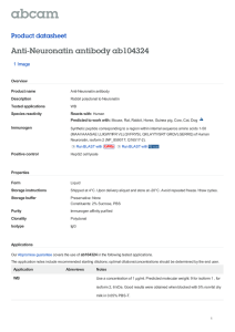 Anti-Neuronatin antibody ab104324 Product datasheet 1 Image