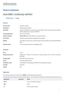 Anti-ERK1 antibody ab9363 Product datasheet 2 References 1 Image