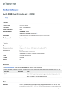 Anti-EGR3 antibody ab110950 Product datasheet 1 Image