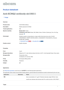 Anti-KCNQ2 antibody ab105511 Product datasheet 1 Image