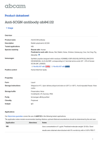 Anti-SCGN antibody ab84122 Product datasheet 1 Image