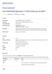 Anti-NMDAR2B (phospho Y1252) antibody ab18532 Product datasheet 3 Abreviews 2 Images