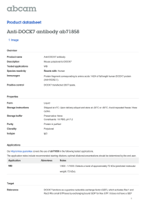 Anti-DOCK7 antibody ab71858 Product datasheet 1 Image Overview