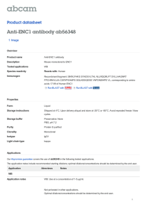 Anti-ENC1 antibody ab56348 Product datasheet 1 Image Overview