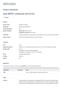 Anti-BPNT1 antibody ab151333 Product datasheet 2 Images