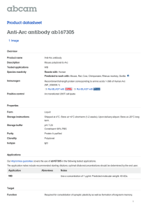 Anti-Arc antibody ab167305 Product datasheet 1 Image
