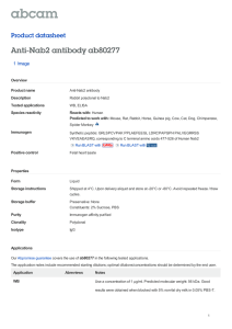 Anti-Nab2 antibody ab80277 Product datasheet 1 Image