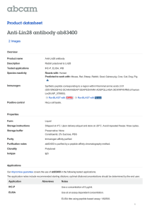 Anti-Lin28 antibody ab83400 Product datasheet 2 Images