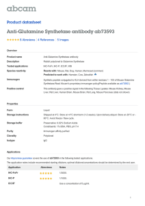 Anti-Glutamine Synthetase antibody ab73593 Product datasheet 8 Abreviews 5 Images