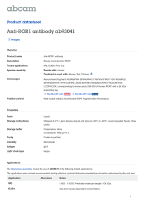 Anti-ROR1 antibody ab93041 Product datasheet 3 Images