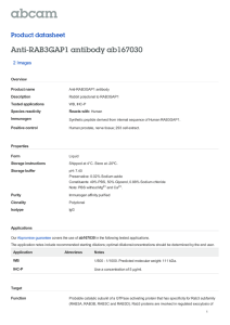 Anti-RAB3GAP1 antibody ab167030 Product datasheet 2 Images Overview