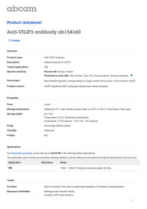 Anti-VILIP3 antibody ab154160 Product datasheet 2 Images