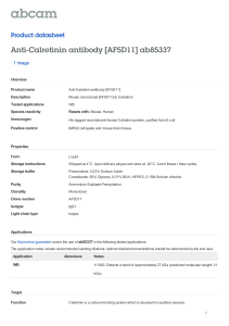 Anti-Calretinin antibody [AF5D11] ab85337 Product datasheet 1 Image Overview