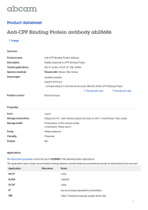 Anti-CPP Binding Protein antibody ab28686 Product datasheet 1 Image Overview