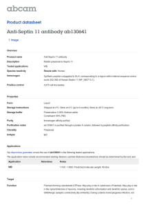 Anti-Septin 11 antibody ab130641 Product datasheet 1 Image Overview