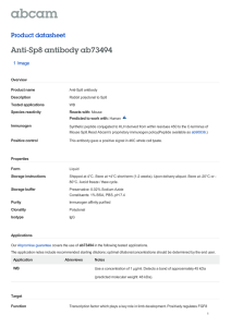 Anti-Sp8 antibody ab73494 Product datasheet 1 Image