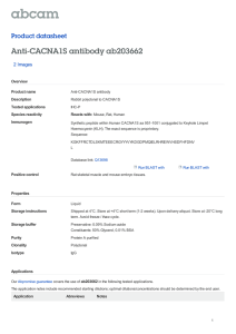 Anti-CACNA1S antibody ab203662 Product datasheet 2 Images Overview