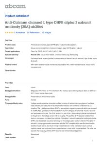 Anti-Calcium channel L type DHPR alpha 2 subunit antibody [20A] ab2864