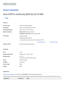 Anti-ATP7A antibody [S60-4] ab131400 Product datasheet 1 Image Overview