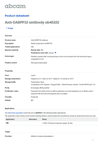 Anti-DARPP32 antibody ab45222 Product datasheet 1 Image