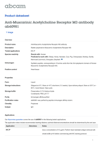 Anti-Muscarinic Acetylcholine Receptor M3 antibody ab60981