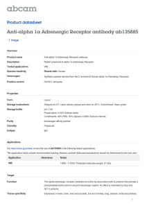 Anti-alpha 1a Adrenergic Receptor antibody ab135885
