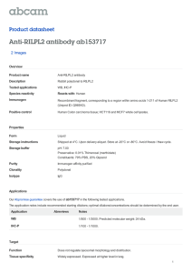 Anti-RILPL2 antibody ab153717 Product datasheet 2 Images Overview