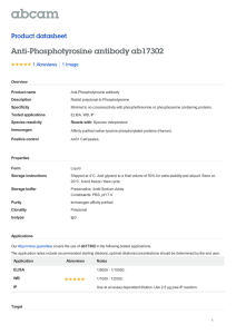 Anti-Phosphotyrosine antibody ab17302 Product datasheet 1 Abreviews 1 Image