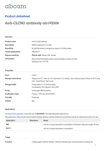 Anti-CLCN2 antibody ab192506 Product datasheet Overview Product name