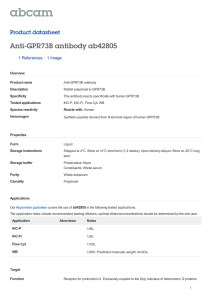 Anti-GPR73B antibody ab42805 Product datasheet 1 References 1 Image