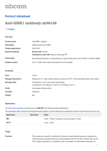 Anti-GIRK1 antibody ab96168 Product datasheet 2 Images