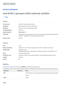 Anti-KCNC1 (phospho S503) antibody ab30566 Product datasheet 1 Image Overview