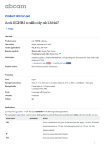 Anti-KCNH2 antibody ab136467 Product datasheet 1 Image