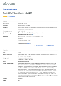 Anti-KChIP2 antibody ab3473 Product datasheet 1 Abreviews Overview