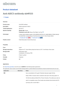Anti-ASIC3 antibody ab49333 Product datasheet 2 Images