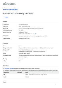 Anti-KCNS2 antibody ab74675 Product datasheet 1 Image Overview