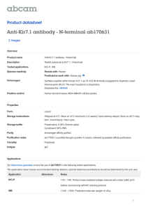 Anti-Kir7.1 antibody - N-terminal ab170631 Product datasheet 2 Images