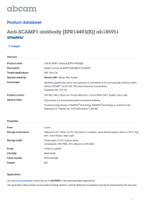 Anti-SCAMP1 antibody [EPR14493(B)] ab185951 Product datasheet 3 Images Overview