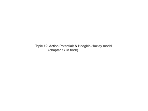 Topic 12: Action Potentials &amp; Hodgkin-Huxley model  (chapter 17 in book)