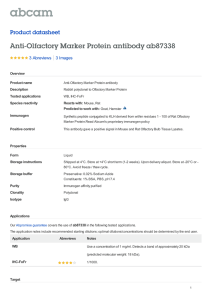 Anti-Olfactory Marker Protein antibody ab87338 Product datasheet 3 Abreviews 3 Images