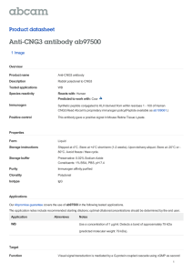 Anti-CNG3 antibody ab97500 Product datasheet 1 Image