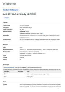 Anti-CNGA2 antibody ab96410 Product datasheet 2 Images
