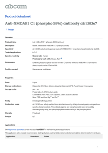 Anti-NMDAR1 C1 (phospho S896) antibody ab138367 Product datasheet 1 Image Overview