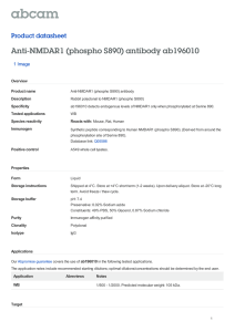 Anti-NMDAR1 (phospho S890) antibody ab196010 Product datasheet 1 Image Overview