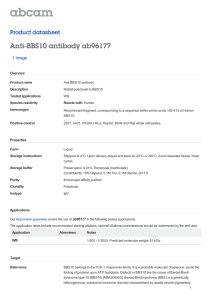 Anti-BBS10 antibody ab96177 Product datasheet 1 Image Overview