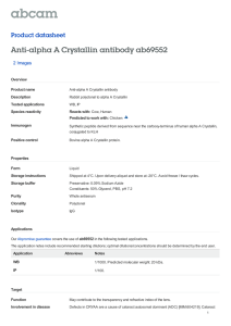 Anti-alpha A Crystallin antibody ab69552 Product datasheet 2 Images