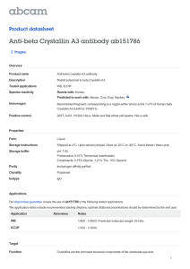 Anti-beta Crystallin A3 antibody ab151786 Product datasheet 2 Images