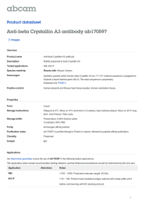 Anti-beta Crystallin A3 antibody ab170597 Product datasheet 3 Images Overview